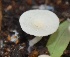  ( - PHM43)  @11 [ ] Copyright (2015) G D Khedkar Paul Hebert Centre For DNA Barcoding And Biodiversity Studies