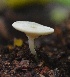  ( - PHM43)  @11 [ ] Copyright (2015) G D Khedkar Paul Hebert Centre For DNA Barcoding And Biodiversity Studies