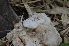  ( - PHM8)  @11 [ ] Copyright (2015) G D Khedkar Paul Hebert Centre For DNA Barcoding And Biodiversity Studies