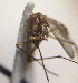  ( - MVAMX19AR188)  @12 [ ] CreativeCommons  Attribution Non-Commercial Share-Alike (2019) Unspecified Laboratorio de Ecología de Enfermedades y Una Salud