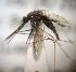  ( - MVAMX19AS114)  @11 [ ] CreativeCommons  Attribution Non-Commercial Share-Alike (2019) Unspecified Laboratorio de Ecología de Enfermedades y Una Salud