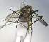  ( - MVAMX19AS12)  @12 [ ] CreativeCommons  Attribution Non-Commercial Share-Alike (2019) Unspecified Laboratorio de Ecología de Enfermedades y Una Salud