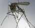  ( - MVAMX19AS16)  @11 [ ] CreativeCommons  Attribution Non-Commercial Share-Alike (2019) Unspecified Laboratorio de Ecología de Enfermedades y Una Salud
