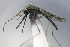  ( - MVAMX19AS8)  @11 [ ] CreativeCommons  Attribution Non-Commercial Share-Alike (2019) Unspecified Laboratorio de Ecología de Enfermedades y Una Salud