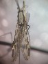  ( - MVAMX19CL148)  @12 [ ] CreativeCommons  Attribution Non-Commercial Share-Alike (2019) Unspecified Laboratorio de Ecología de Enfermedades y Una Salud