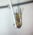  ( - MVAMX19CL152)  @11 [ ] CreativeCommons  Attribution Non-Commercial Share-Alike (2019) Unspecified Laboratorio de Ecología de Enfermedades y Una Salud