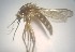  ( - MVAMX19CL35)  @11 [ ] CreativeCommons  Attribution Non-Commercial Share-Alike (2019) Unspecified Laboratorio de Ecología de Enfermedades y Una Salud
