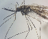  ( - MVAMX19CL38)  @12 [ ] CreativeCommons  Attribution Non-Commercial Share-Alike (2019) Unspecified Laboratorio de Ecología de Enfermedades y Una Salud