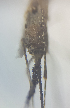  ( - MVAMX19CL38)  @12 [ ] CreativeCommons  Attribution Non-Commercial Share-Alike (2019) Unspecified Laboratorio de Ecología de Enfermedades y Una Salud