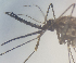  ( - MVAMX19CL38)  @12 [ ] CreativeCommons  Attribution Non-Commercial Share-Alike (2019) Unspecified Laboratorio de Ecología de Enfermedades y Una Salud