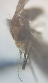  ( - MVAMX19CL39)  @11 [ ] CreativeCommons  Attribution Non-Commercial Share-Alike (2019) Unspecified Laboratorio de Ecología de Enfermedades y Una Salud