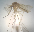  ( - MVAMX19CL52)  @11 [ ] CreativeCommons  Attribution Non-Commercial Share-Alike (2019) Unspecified Laboratorio de Ecología de Enfermedades y Una Salud