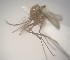  ( - MVAMX19CL54)  @11 [ ] CreativeCommons  Attribution Non-Commercial Share-Alike (2019) Unspecified Laboratorio de Ecología de Enfermedades y Una Salud