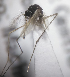  ( - MVAMX19GO172)  @12 [ ] CreativeCommons  Attribution Non-Commercial Share-Alike (2019) Unspecified Laboratorio de Ecología de Enfermedades y Una Salud