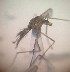  (Aedes tormentor - MVAMX19GO85)  @11 [ ] CreativeCommons  Attribution Non-Commercial Share-Alike (2019) Unspecified Laboratorio de Ecología de Enfermedades y Una Salud