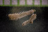  ( - IO17-15-P09)  @11 [ ] C (2017) Unspecified Biologica Environmental Services