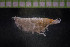  ( - IO19-15-A01)  @11 [ ] C (2017) Unspecified Biologica Environmental Services