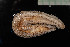  ( - IO19-9-E10)  @11 [ ] C (2020) Unspecified Biologica Environmental Services