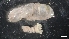  ( - IO19-9-E13)  @11 [ ] C (2020) Unspecified Biologica Environmental Services
