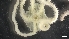  ( - LG17-8b-E16)  @11 [ ] C (2020) Unspecified Biologica Environmental Services