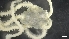  ( - LG17-8b-E16)  @11 [ ] C (2020) Unspecified Biologica Environmental Services