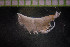  ( - IO19-15-A02)  @11 [ ] C (2017) Unspecified Biologica Environmental Services