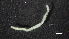  ( - M17-M4E-P20)  @11 [ ] C (2020) Unspecified Biologica Environmental Services
