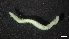  ( - M17-M4SE-P21)  @11 [ ] C (2020) Unspecified Biologica Environmental Services