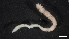  ( - LG19-45-P23)  @11 [ ] C (2020) Unspecified Biologica Environmental Services