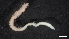 ( - LG19-45-P23)  @11 [ ] C (2020) Unspecified Biologica Environmental Services