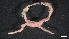  ( - LG19-3-P24)  @11 [ ] C (2020) Unspecified Biologica Environmental Services
