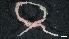  ( - LG19-3-P24)  @11 [ ] C (2020) Unspecified Biologica Environmental Services
