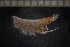  ( - IO19-15-A03)  @11 [ ] C (2017) Unspecified Biologica Environmental Services