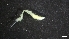  ( - M17-M4SE- P32)  @11 [ ] C (2020) Unspecified Biologica Environmental Services