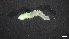  ( - M17-M4SE-P33)  @11 [ ] C (2020) Unspecified Biologica Environmental Services