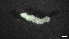  ( - M17-M4SE-P33)  @11 [ ] C (2020) Unspecified Biologica Environmental Services