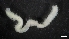  ( - IO19-2-P34)  @11 [ ] C (2020) Unspecified Biologica Environmental Services