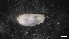  ( - LG18-18-M36)  @11 [ ] C (2020) Unspecified Biologica Environmental Services