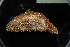  ( - M19-AH5-E36)  @11 [ ] C (2020) Unspecified Biologica Environmental Services