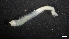  ( - IO18-18-P46)  @11 [ ] C (2020) Unspecified Biologica Environmental Services