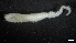  (Ampharete sp. N1 - IO19-5-P49)  @11 [ ] C (2020) Unspecified Biologica Environmental Services