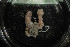  ( - IO20-14-E67)  @11 [ ] C (2020) Unspecified Biologica Environmental Services