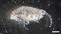  (Ischyrocerus serratus - M17-M4E-A83)  @11 [ ] C (2020) Unspecified Biologica Environmental Services