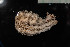  ( - IO19-9-E09)  @11 [ ] C (2020) Unspecified Biologica Environmental Services
