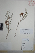  (Asclepias zanthodacryon - Gonzalez-Medrano9207)  @11 [ ] Copyright (2010) Unspecified Universidad Autónoma de México
