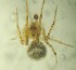  (Theridion positivum - MXBCS163)  @12 [ ] CreativeCommons - Attribution Non-Commercial Share-Alike (2011) Maria Luisa Jimenez Centro de Investigaciones Biologicas del Noroeste