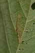  ( - ChamLep-0003)  @11 [ ] Unspecified (default): All Rights Reserved  Unspecified Unspecified