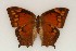  ( - ChamLep-0074)  @11 [ ] Unspecified (default): All Rights Reserved  Unspecified Unspecified