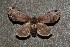  (Schizura sp - ChamLep-0134)  @13 [ ] Unspecified (default): All Rights Reserved  Unspecified Unspecified