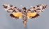  (Isognathus rimosus - ChamLep-0263)  @13 [ ] Unspecified (default): All Rights Reserved  Unspecified Unspecified
